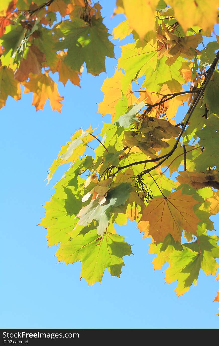 Autumn leaves against blue sky