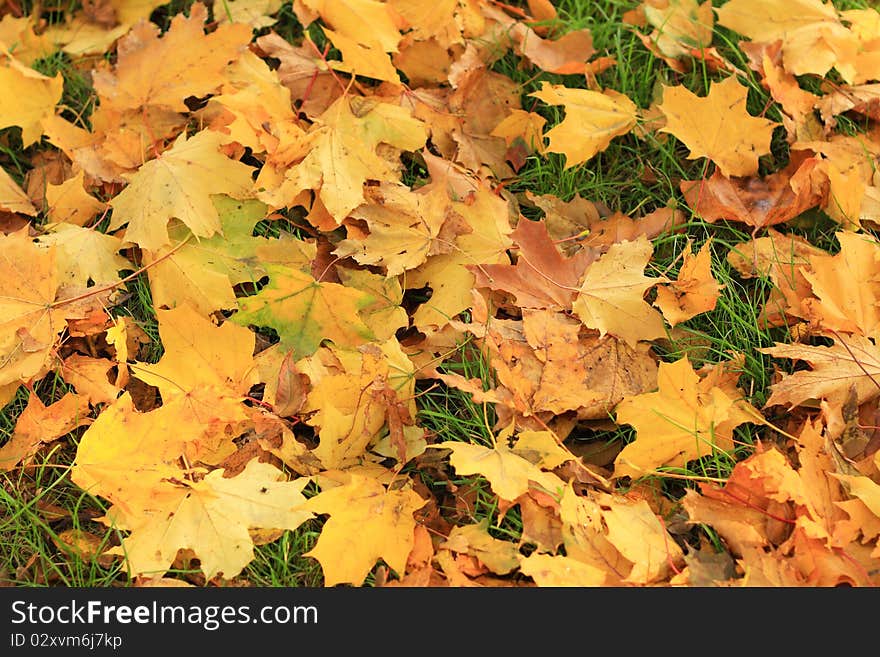 Background of green grass and autumn leaves. Background of green grass and autumn leaves