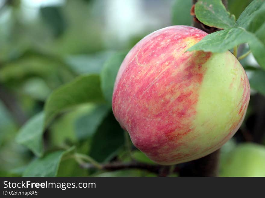 Washington Liberty Apple