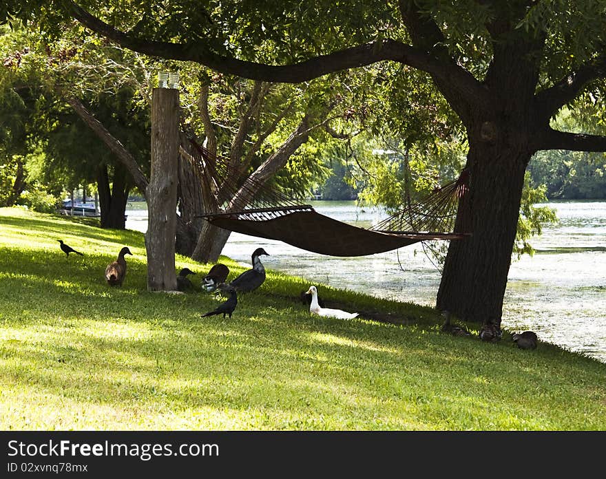 Ducks nesting on a river bank under trees. Ducks nesting on a river bank under trees