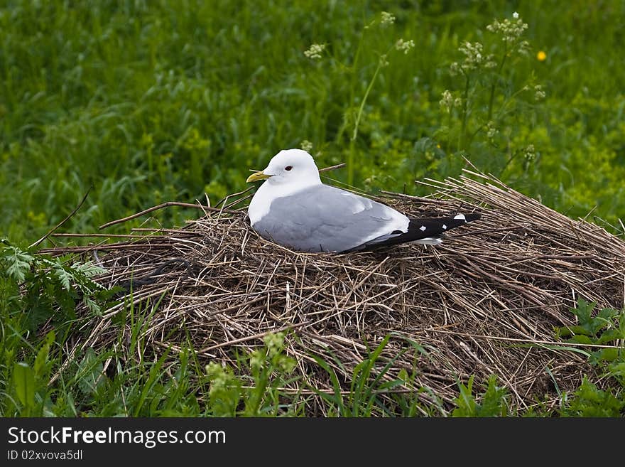 Seagull on the nest