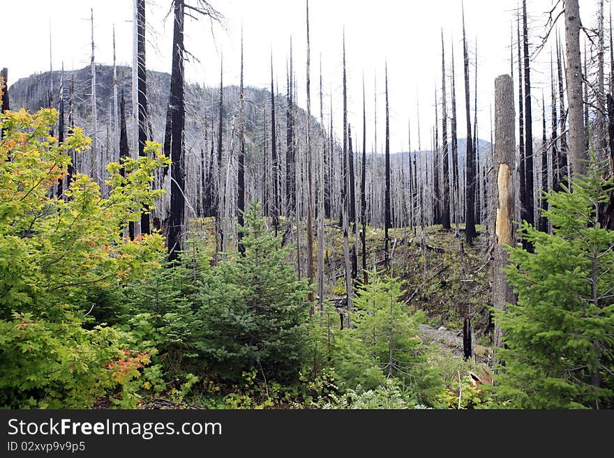 Beetle Kill and Wildfires ahve nearly destroyed the Dechutes National Forest in Central Oregon. Beetle Kill and Wildfires ahve nearly destroyed the Dechutes National Forest in Central Oregon