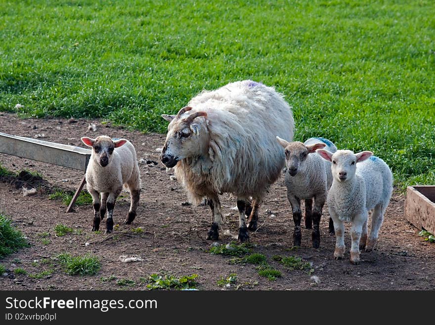 Sheep with lambs