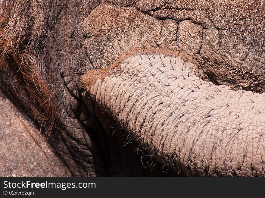 An elephant at the zoo