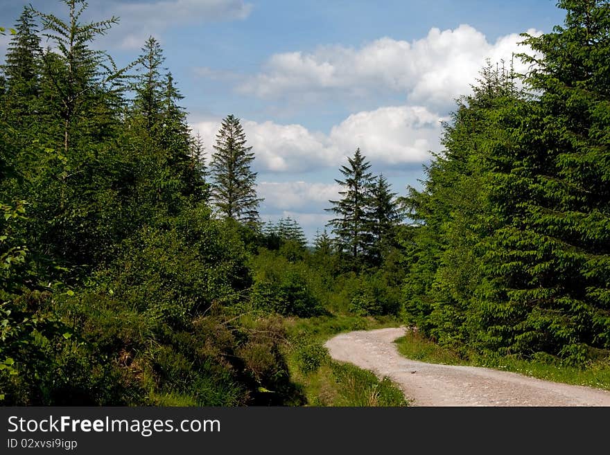 A path in the forest at a summerday