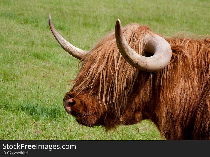 Highland cattle