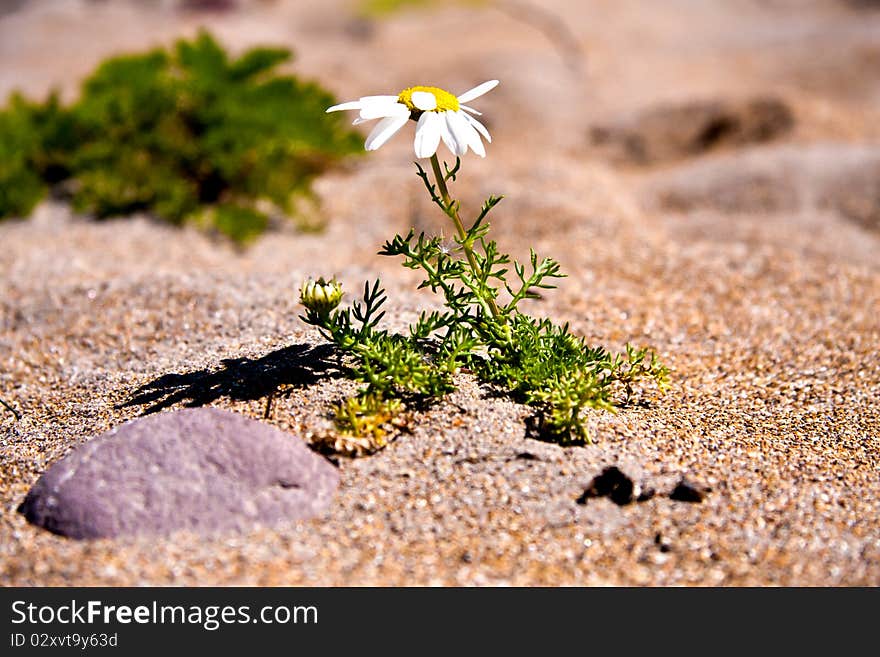 Little flower at the beach. Little flower at the beach