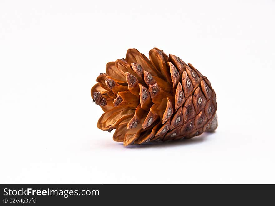 Pine cone