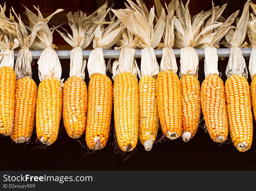 Corn drying. After harvest