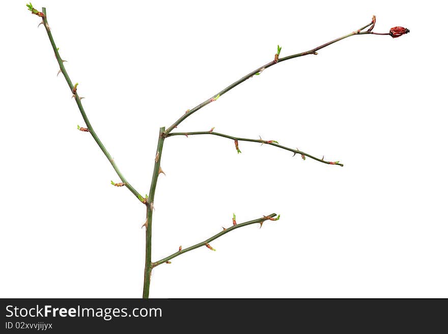Dog Rose twig with green buds and fruits
