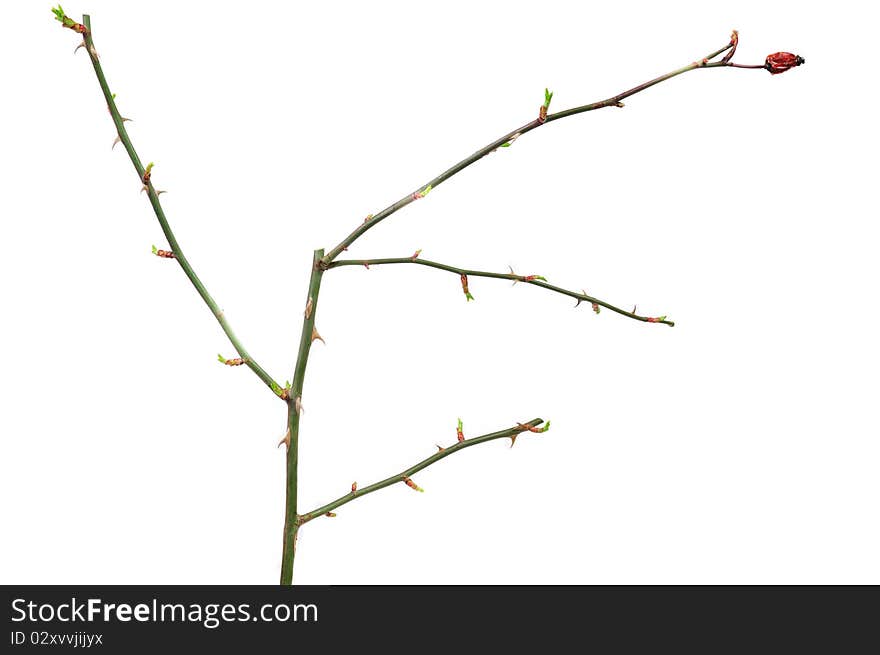 Dog Rose twig