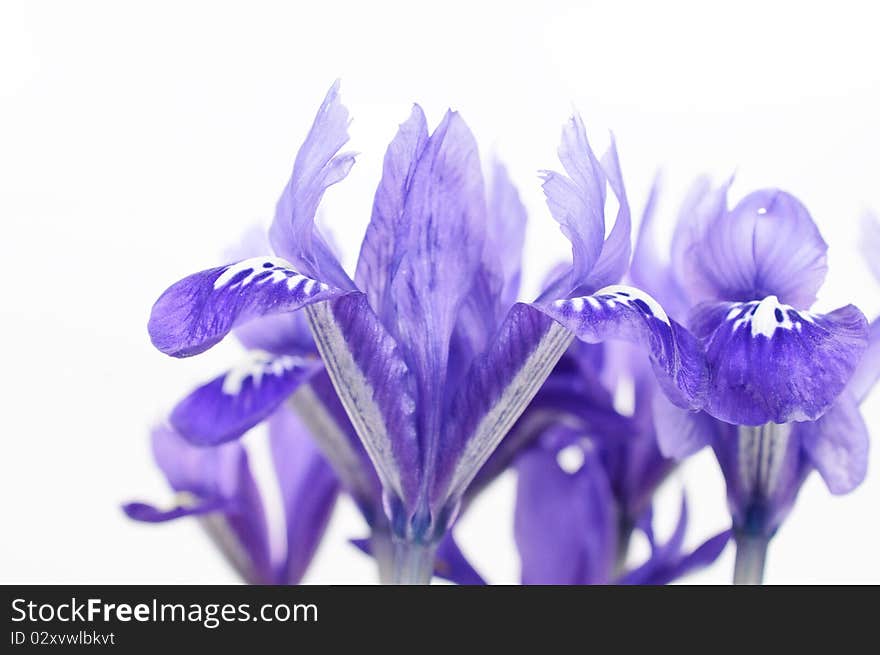 Detail of dwarf iris blossom