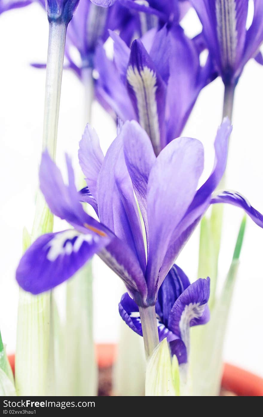 Detail of dwarf iris blossom