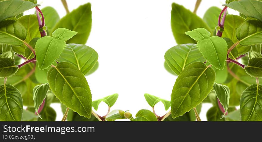 Green leaves isolated on white