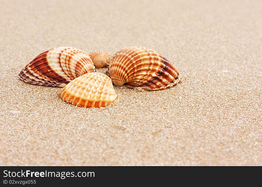 Sea cockleshells at sea coast