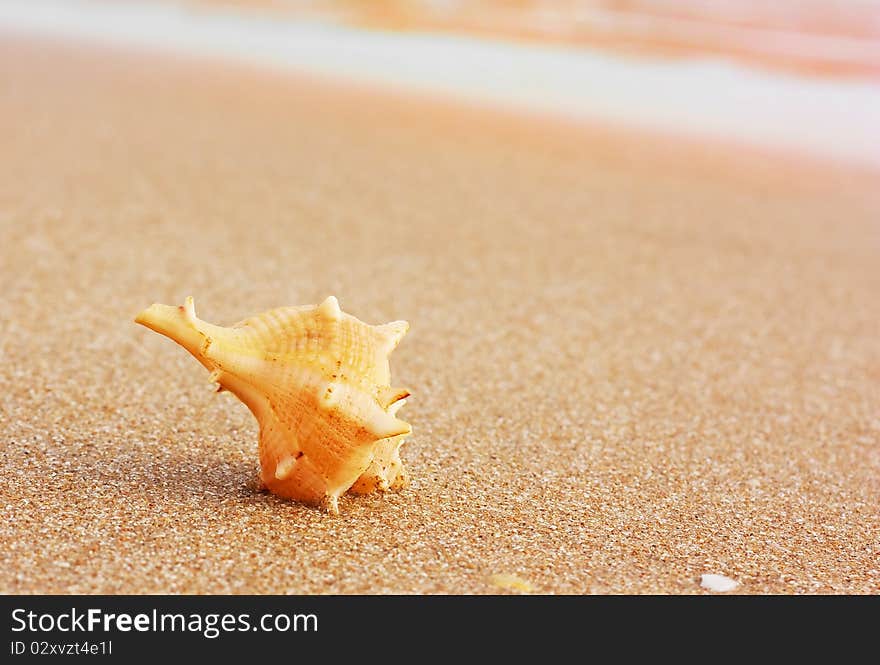 Sea cockleshells at sea coast