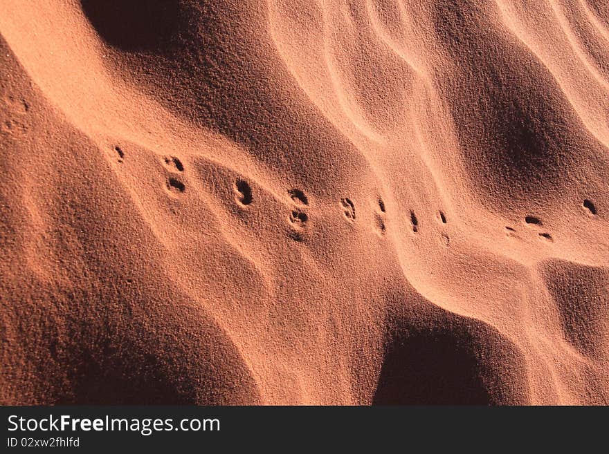 Wadi Rum desert in Jordan, footprints of a small mammal:the Desert Jerboa. Wadi Rum desert in Jordan, footprints of a small mammal:the Desert Jerboa