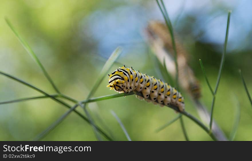 Swallowtail Butterfly Caterpillar