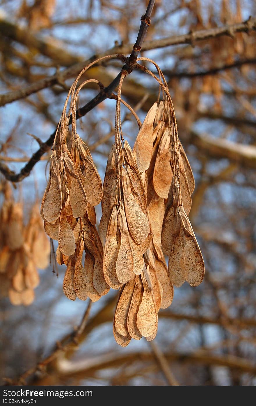 Big, orange Maple Seed Pods