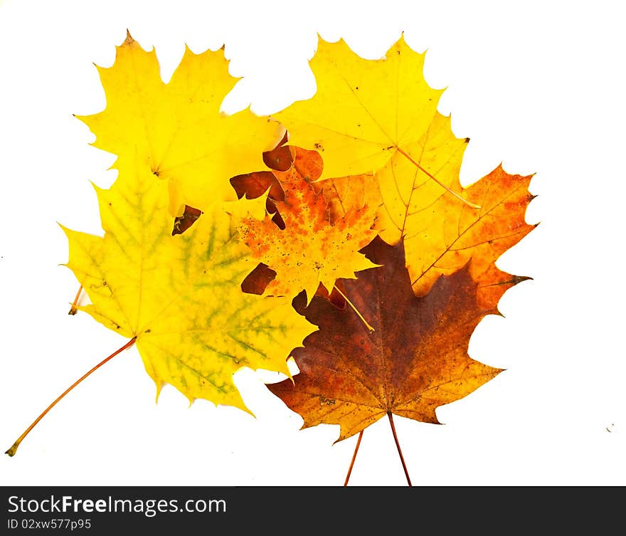 Background autumn orange leaves on white. Background autumn orange leaves on white