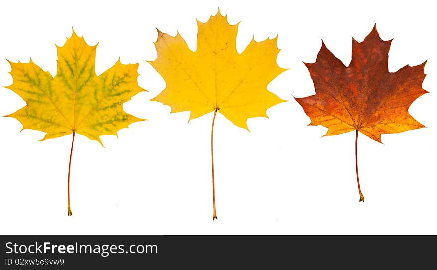 Three leaves arranged on white. Three leaves arranged on white