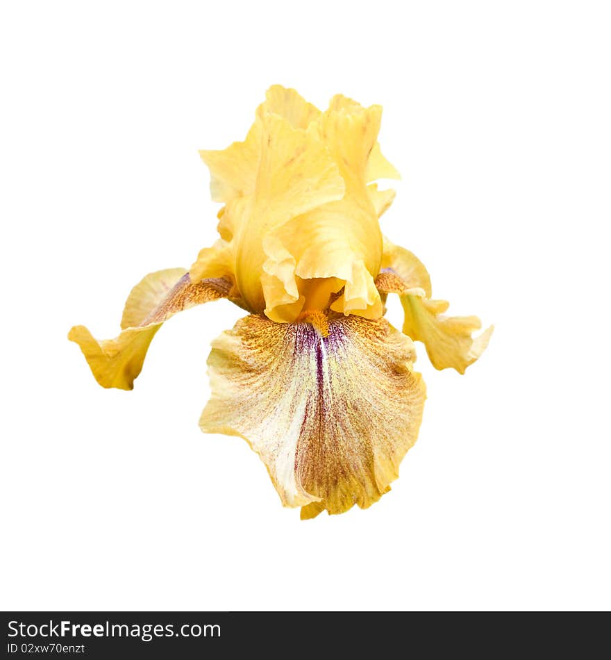 Yellow iris isolated on a white background.