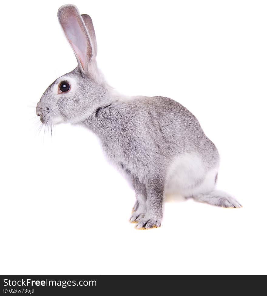 Little rabbit on a white background