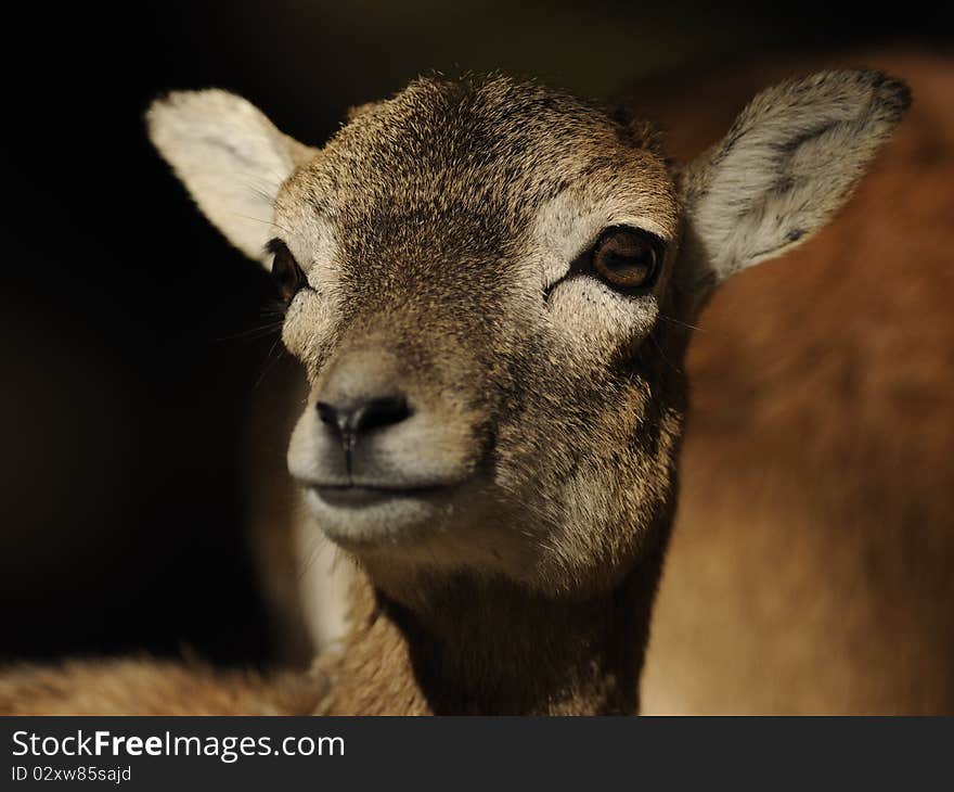 European Mouflon (Ovis orientalis musimon)