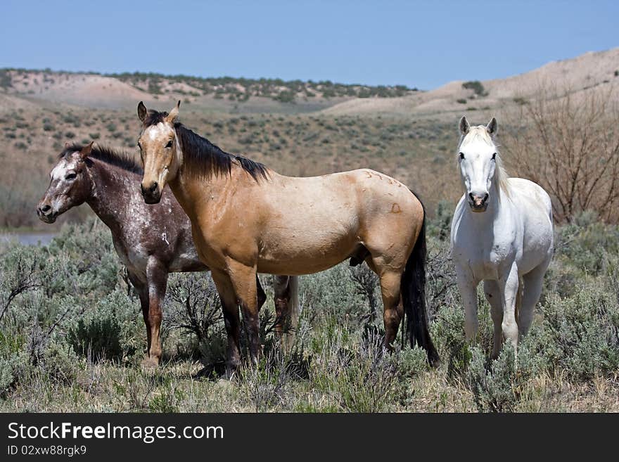 Three wild horses stop and pose for a moment and wonder what's going on. Three wild horses stop and pose for a moment and wonder what's going on.
