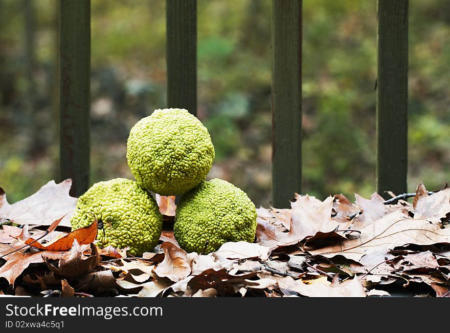 Osage Orange, North American Native Fruit