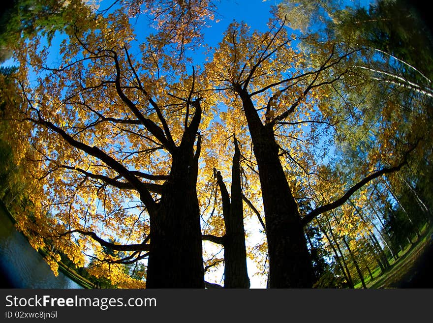 Autumn trees throw fisheye lens