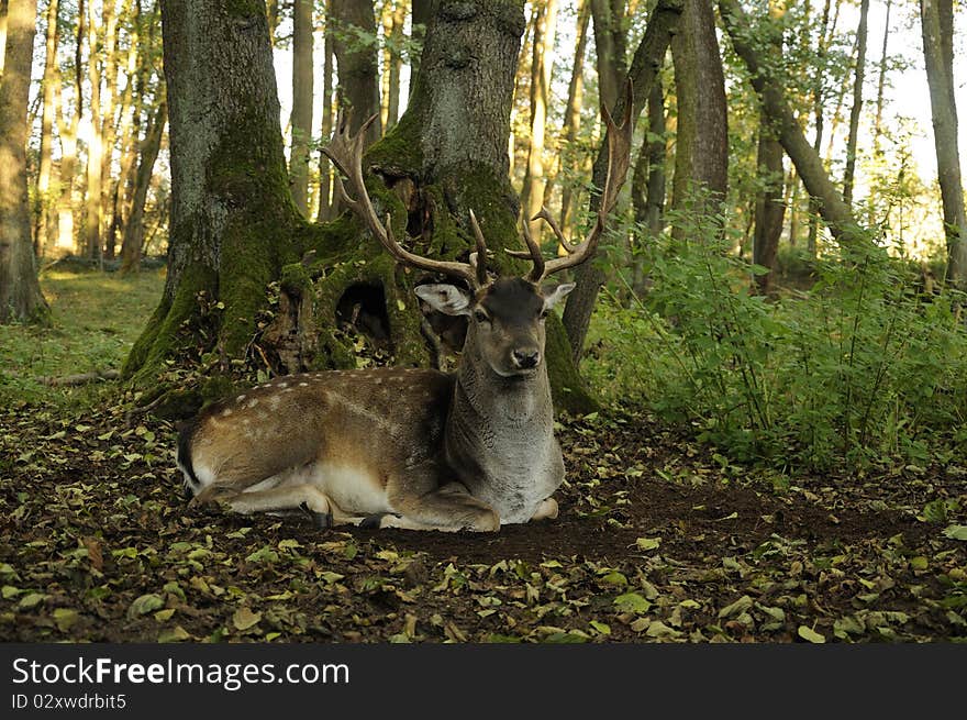 Fallow Deer (Dama dama)