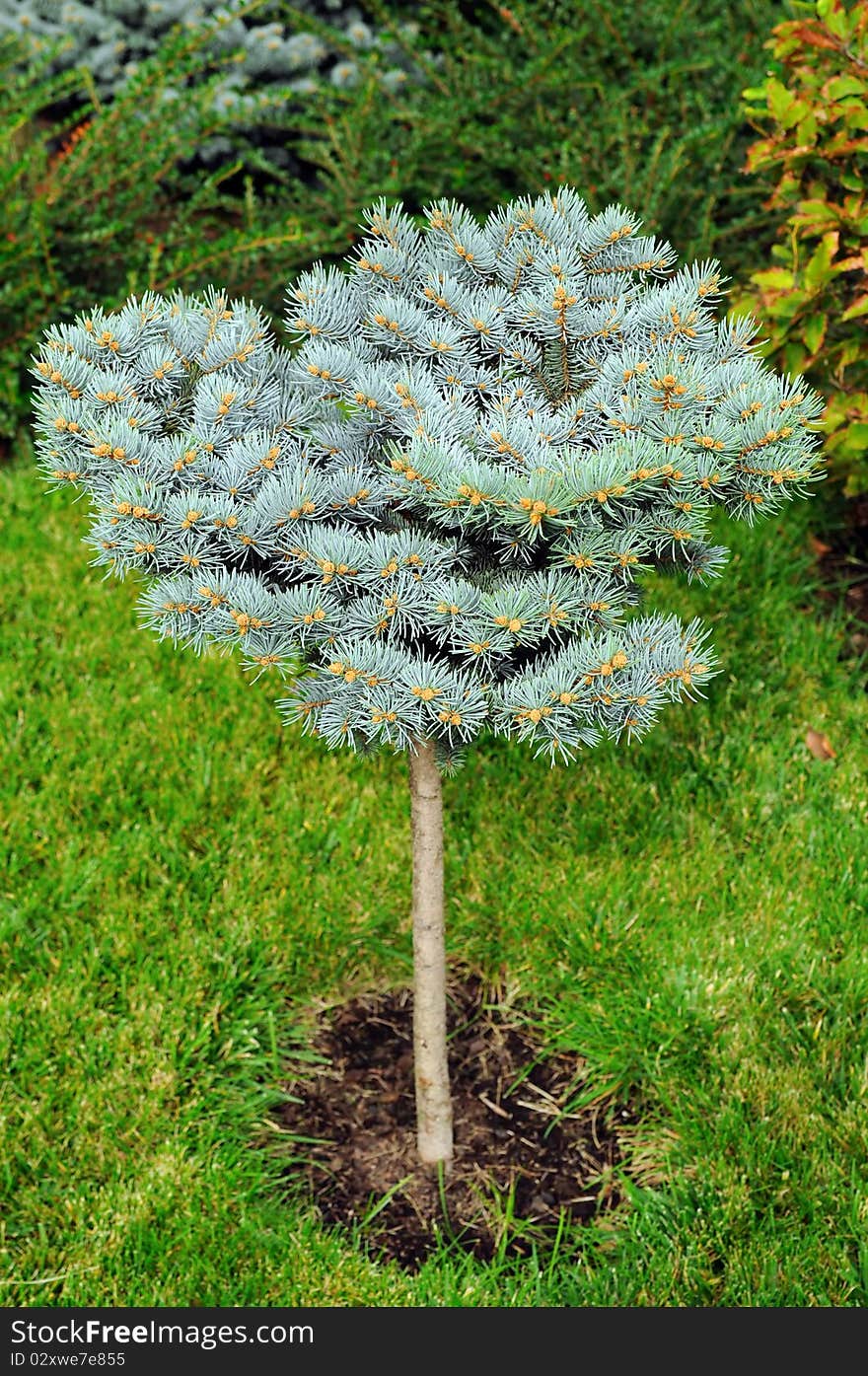 Small blue spruce in garden