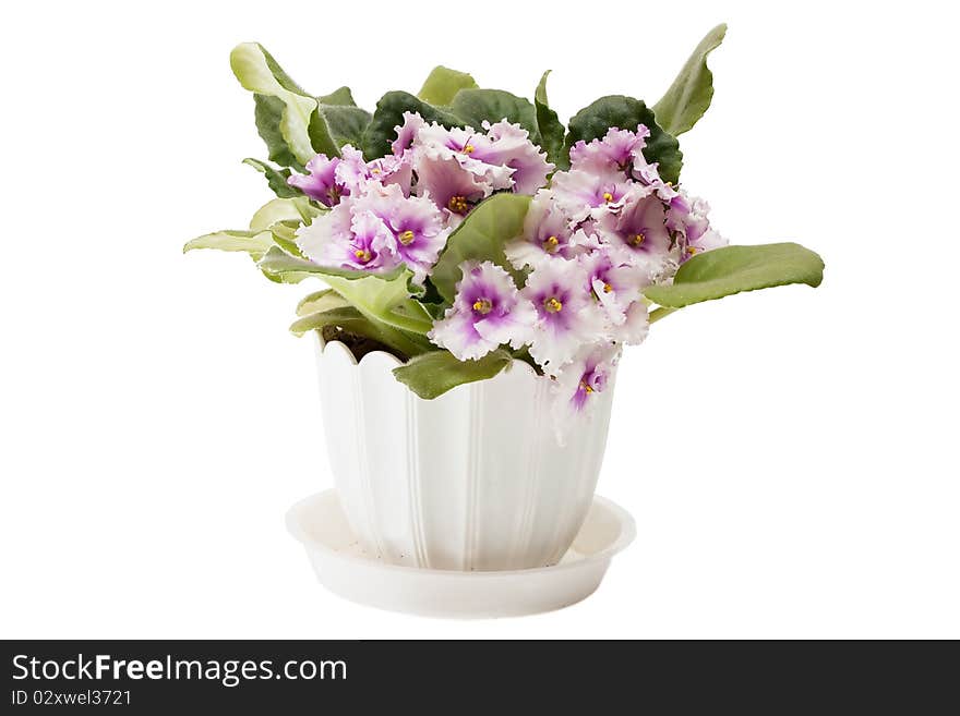 Voilets in a flowerpot closeup. Isolated over white background. Voilets in a flowerpot closeup. Isolated over white background.