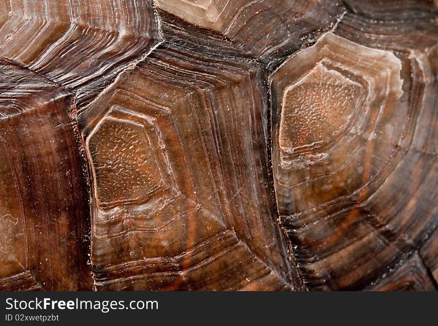 Turtle shell close-up. Macro.