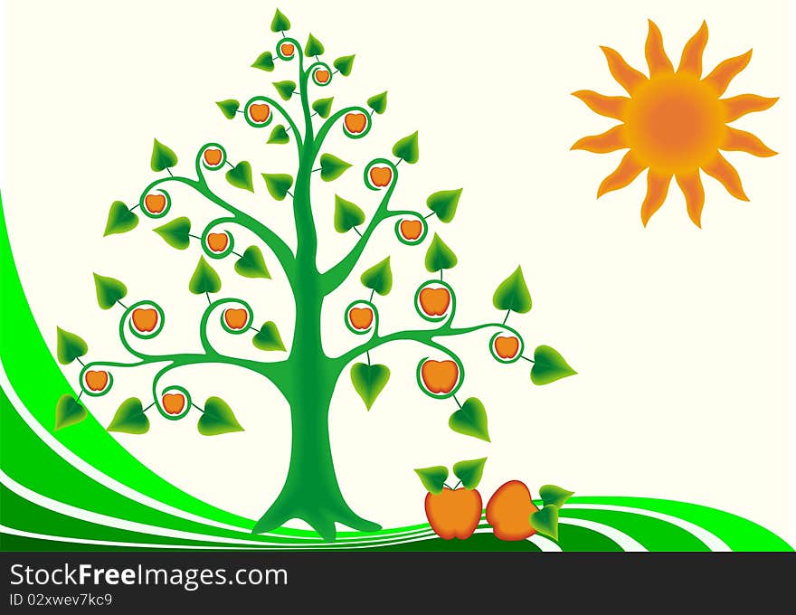 Picture of apple tree with fruit on a sunny day