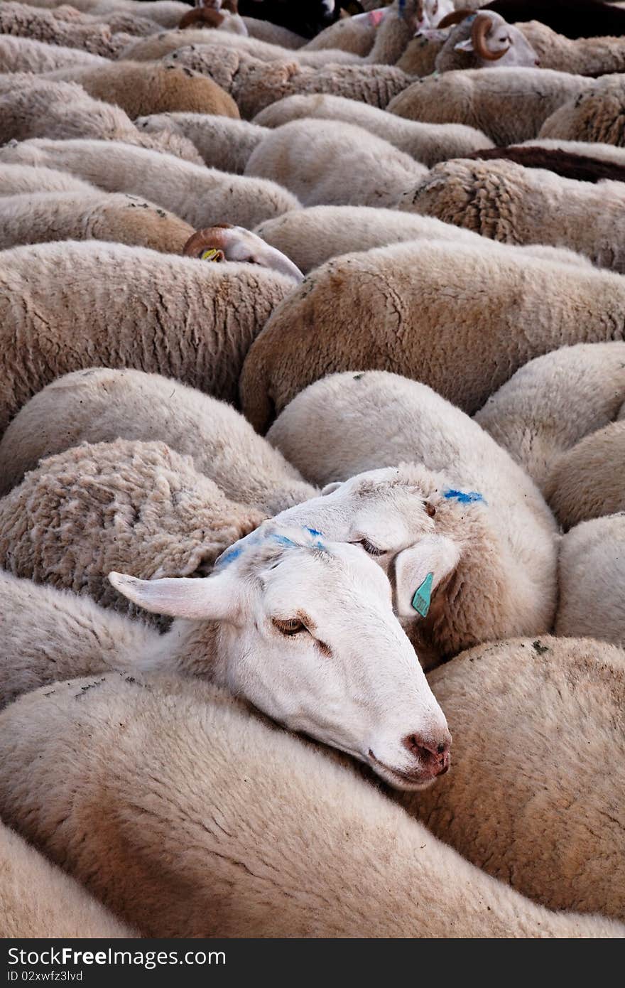 Sheeps in flock