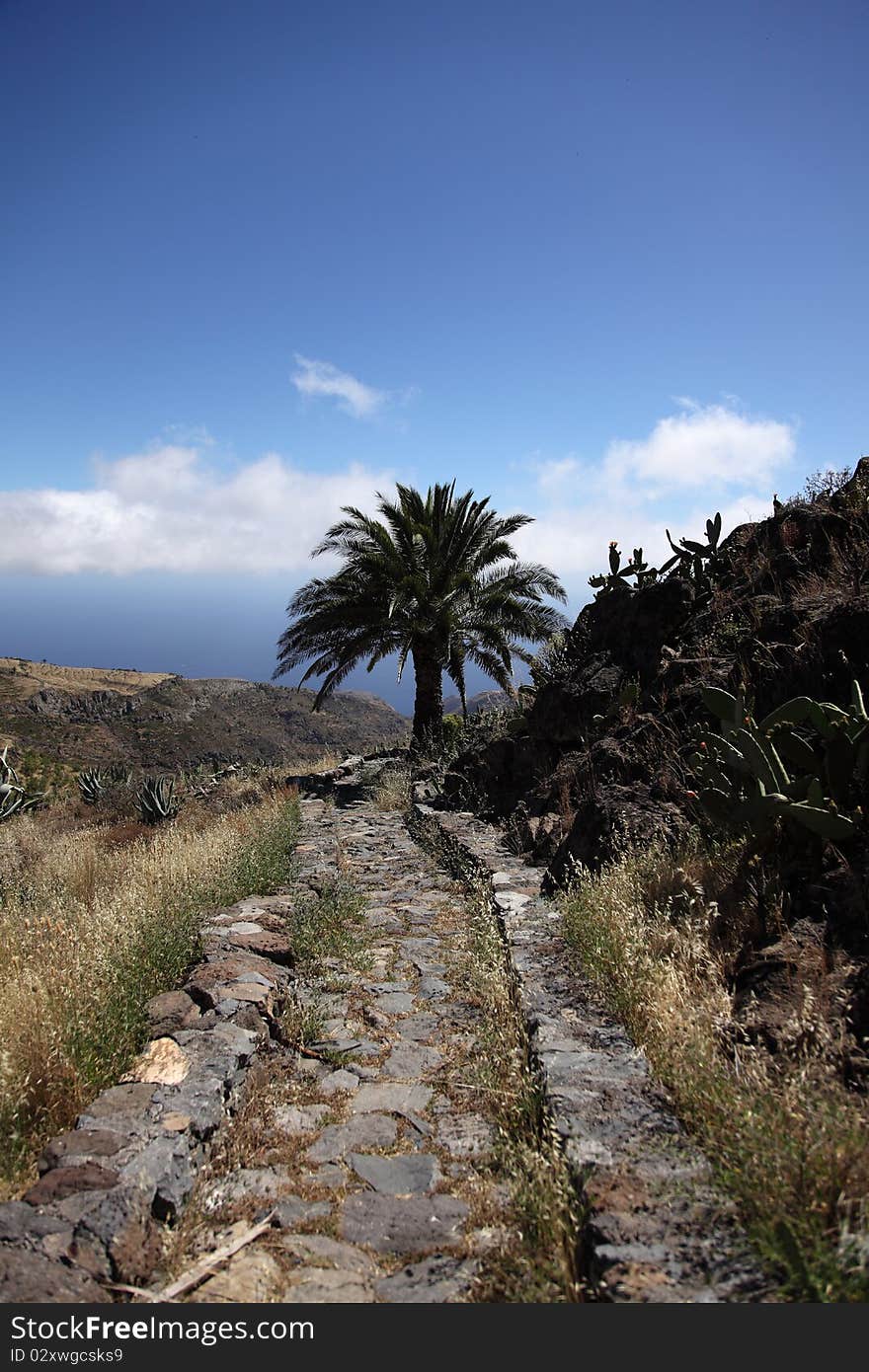 Canary Islands Palmtree against blue sky. Canary Islands Palmtree against blue sky