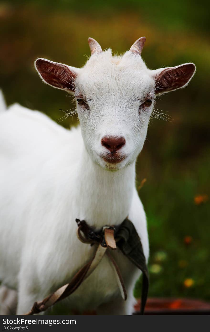 Headshot of young nanny goat. Headshot of young nanny goat