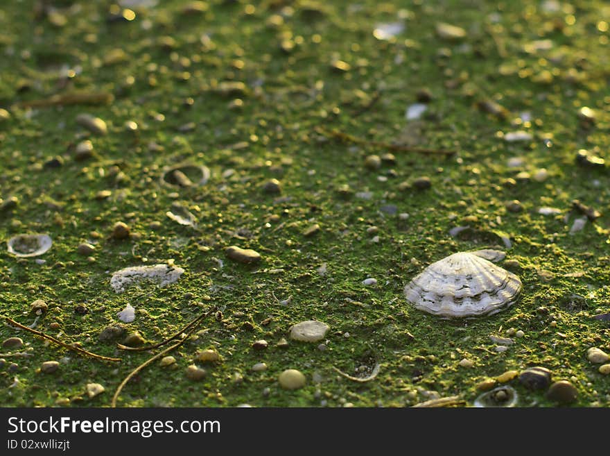 Dirty concrete floor with shell