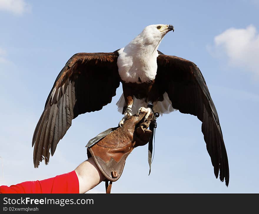 Bald Eagle