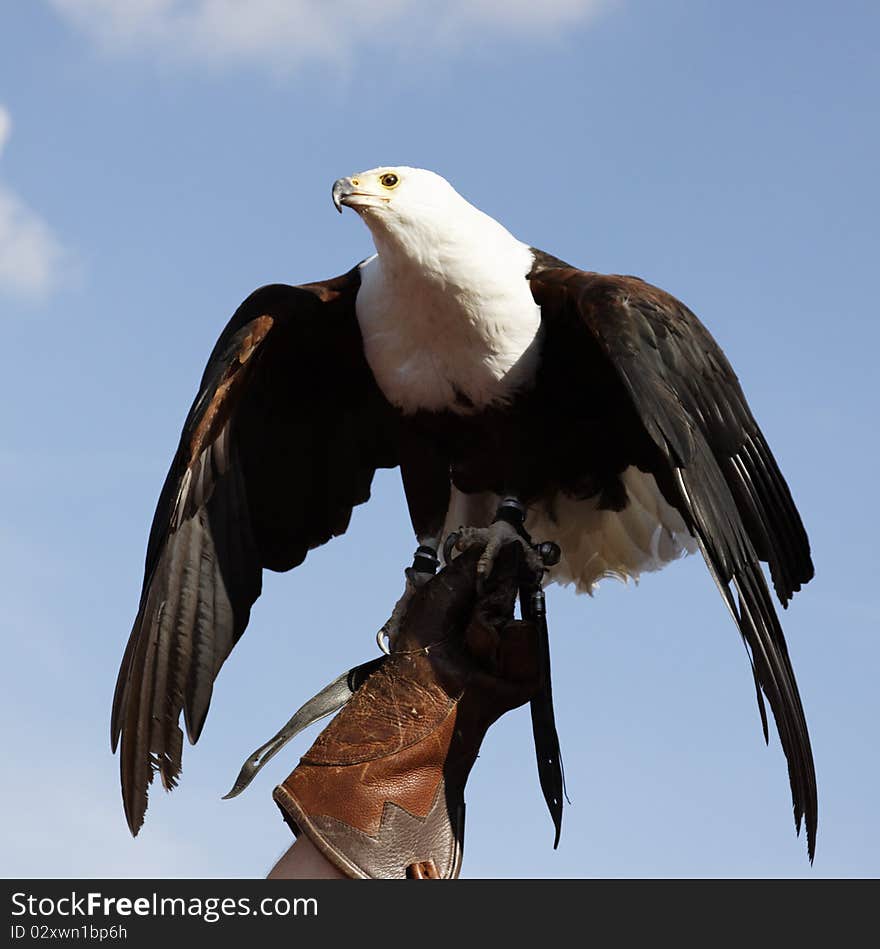 Bald Eagle