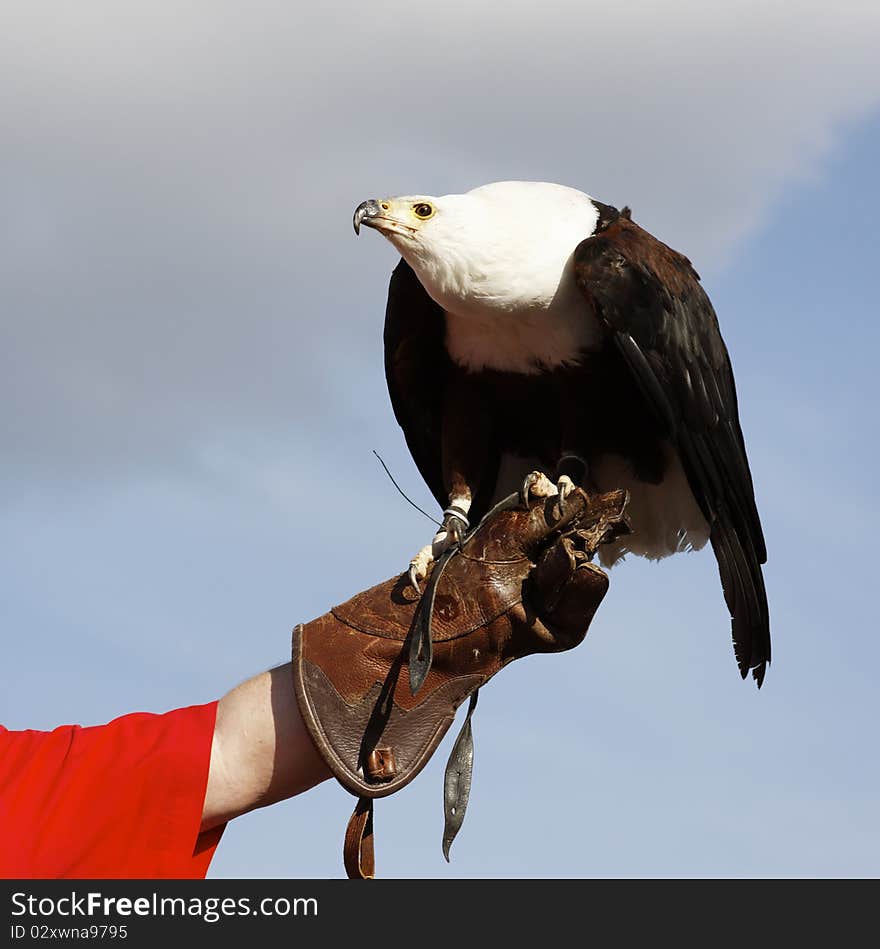 Bald Eagle