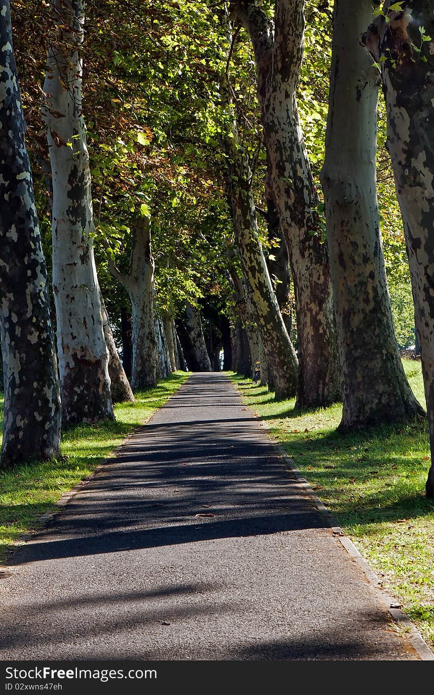 Bicycle road between the sycamore trees