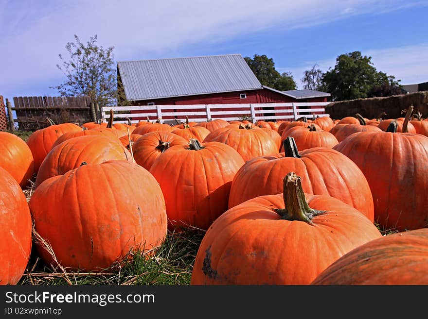 Pumpkin Patch