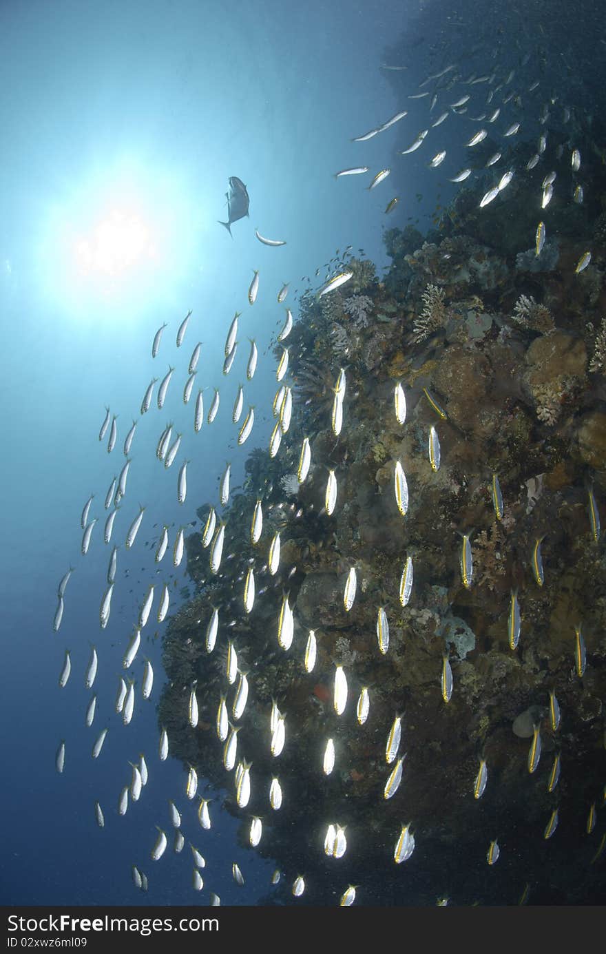 School of yellow-band fusilier fish (Pterocaesio chrysozona) with sunball in the background. Red Sea, Egypt. School of yellow-band fusilier fish (Pterocaesio chrysozona) with sunball in the background. Red Sea, Egypt.