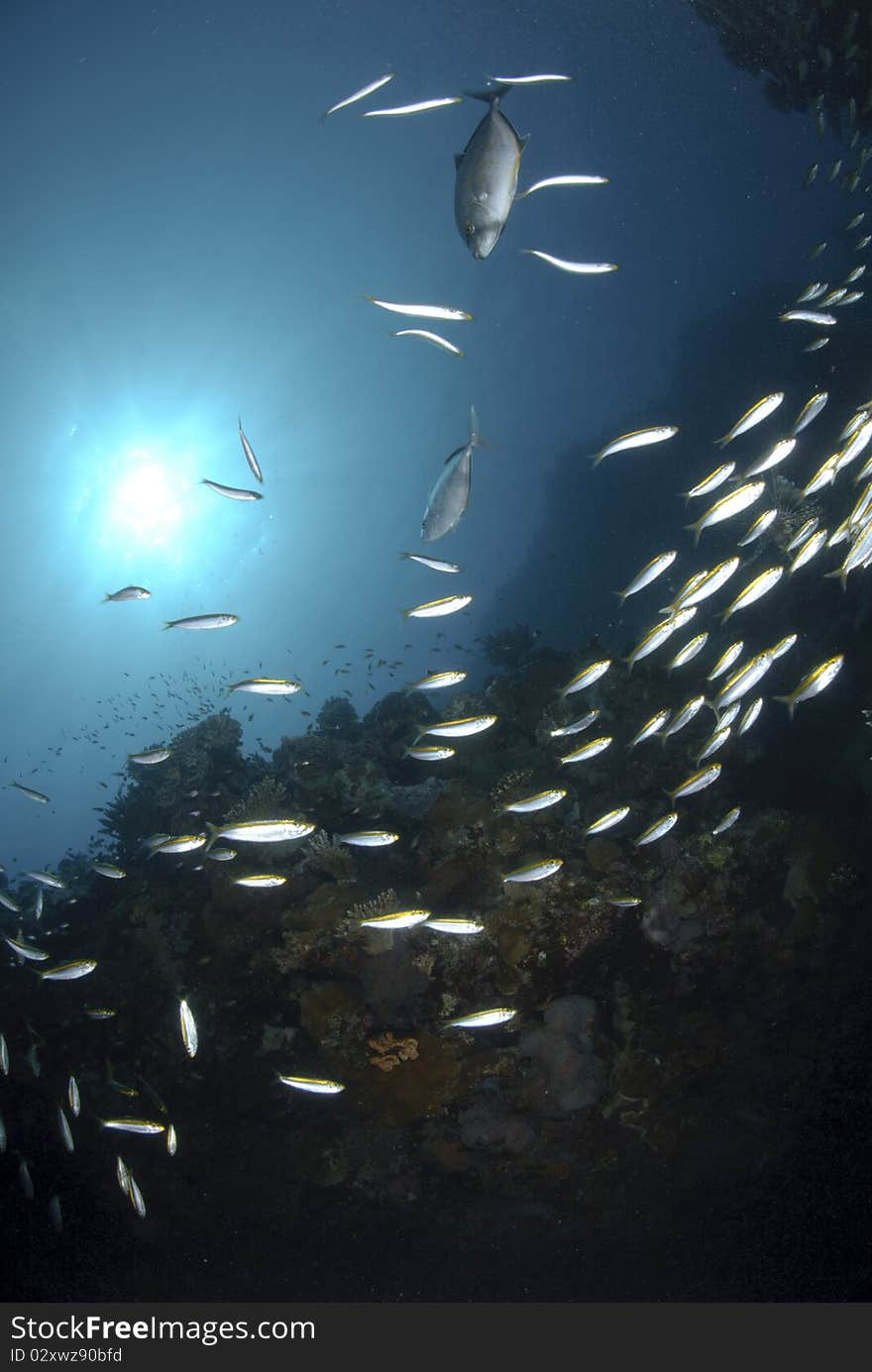 School of yellow-band fusilier fish (Pterocaesio chrysozona) with sunball in the background. Red Sea, Egypt. School of yellow-band fusilier fish (Pterocaesio chrysozona) with sunball in the background. Red Sea, Egypt.