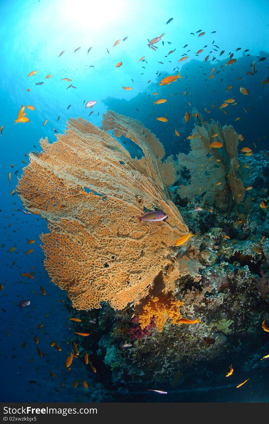 Giant georgonian fan coral (Annella mollis), with school of anthias. Red Sea, Egypt. Giant georgonian fan coral (Annella mollis), with school of anthias. Red Sea, Egypt.