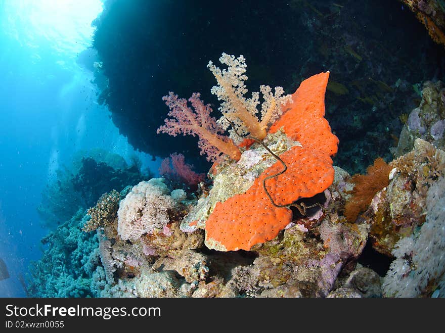 Soft coral growing on toxic red sponge. Soft coral growing on toxic red sponge