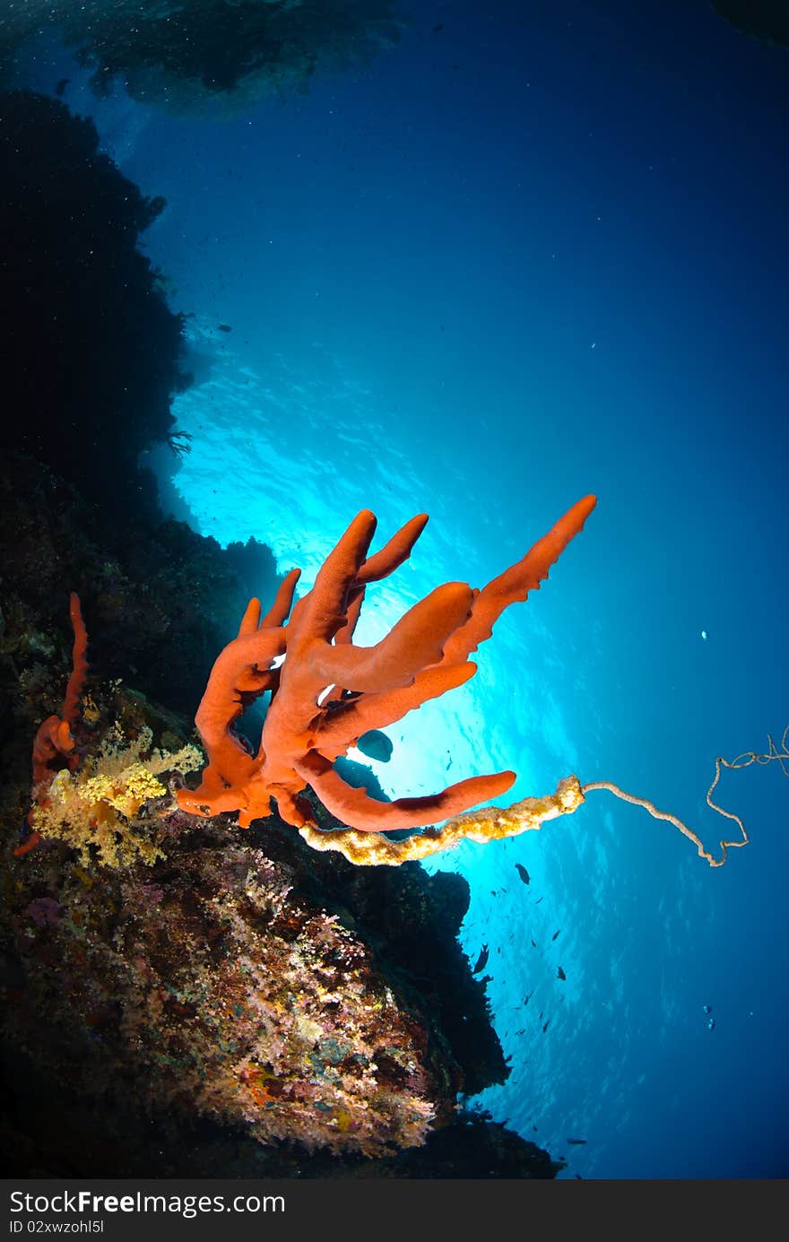 Red toxic finger sponge bluw water and sun. Red toxic finger sponge bluw water and sun